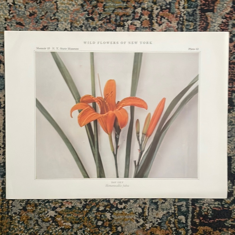 Antique Botanical Print Original day lily natural home decor